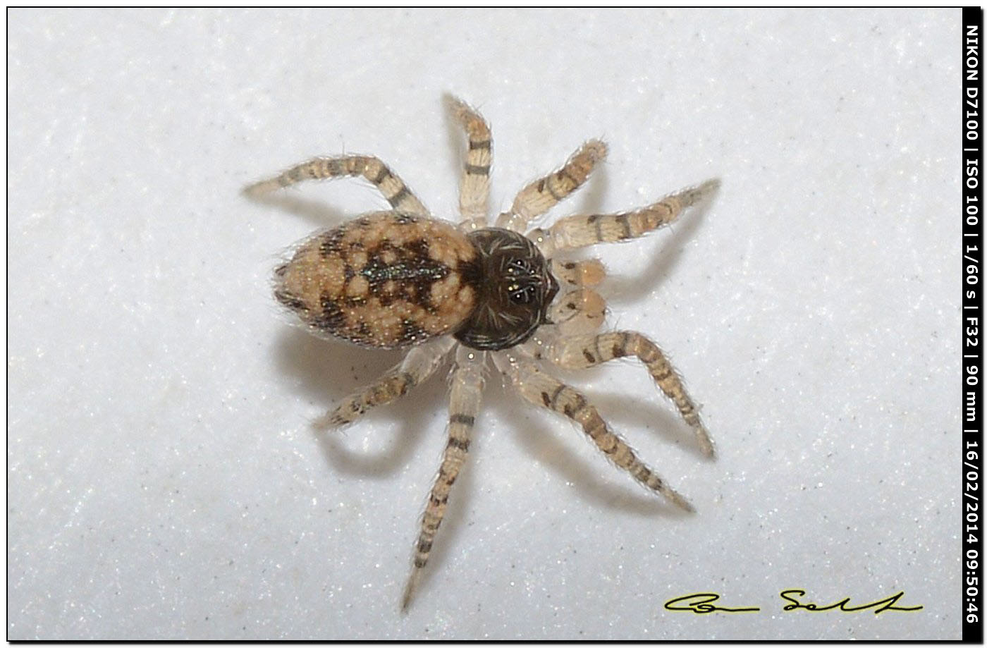 Oecobius maculatus ♂ da Alghero (SS)